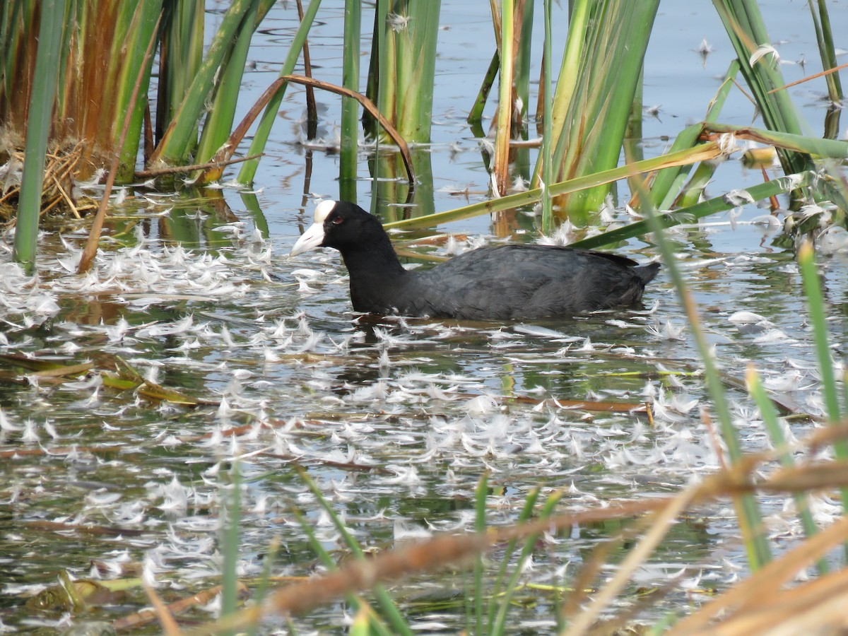 Slate-colored Coot - ML623780531