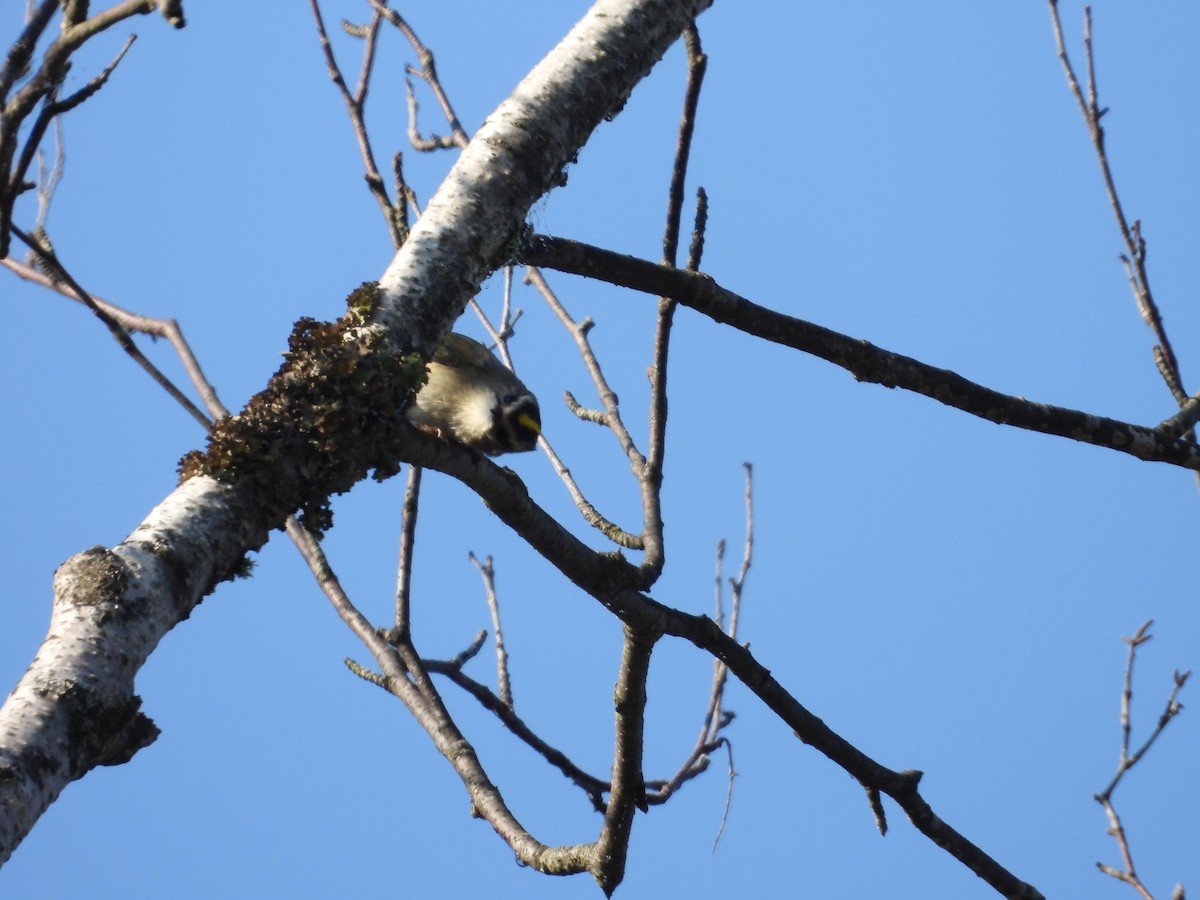 Golden-crowned Kinglet - ML623780543