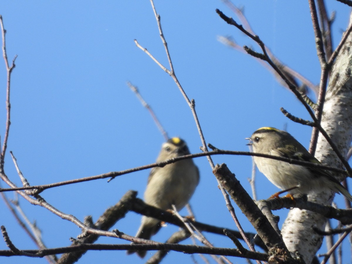 Golden-crowned Kinglet - ML623780544