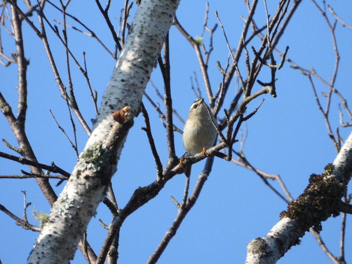 Golden-crowned Kinglet - ML623780545