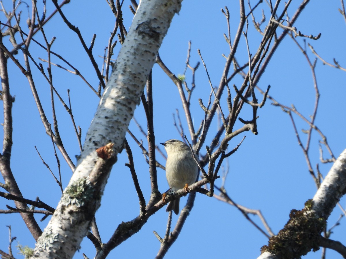 Golden-crowned Kinglet - ML623780546