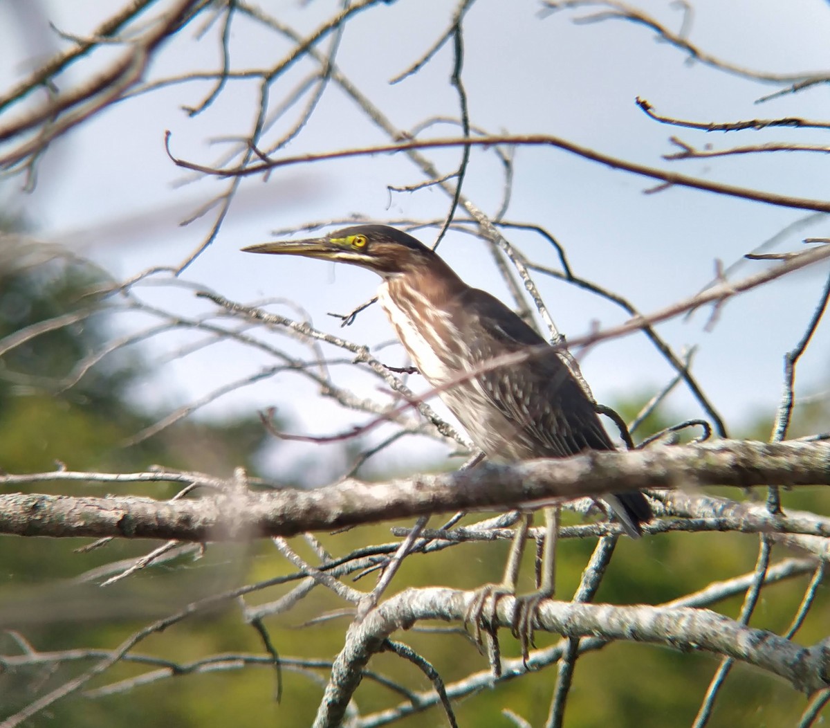 Green Heron - Marek Gal