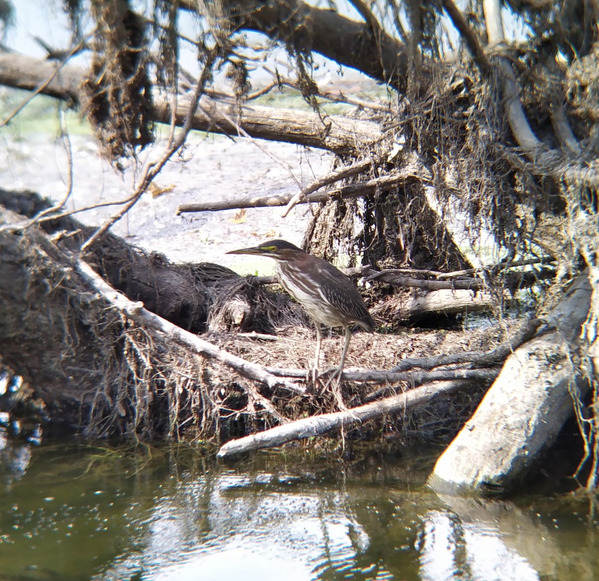 Green Heron - ML623780558