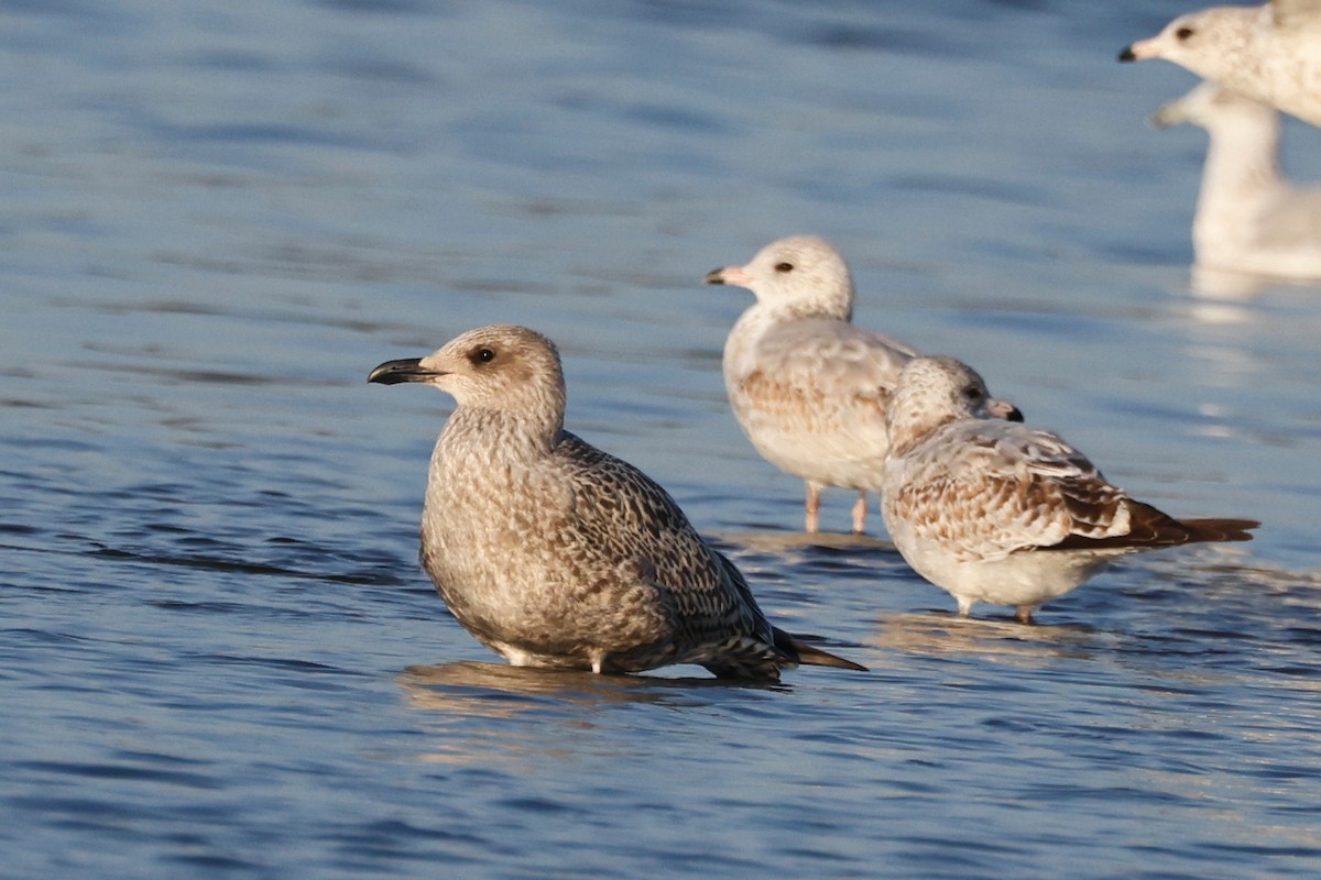 Lesser Black-backed Gull - ML623780560