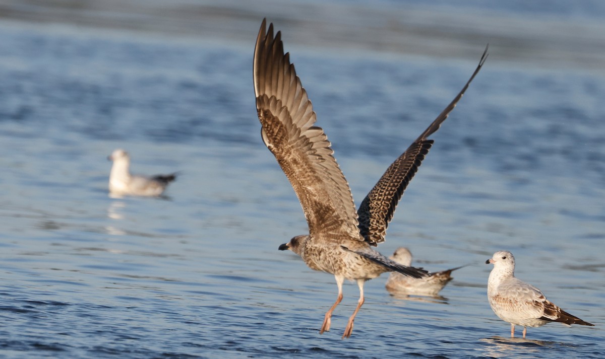 Lesser Black-backed Gull - ML623780564