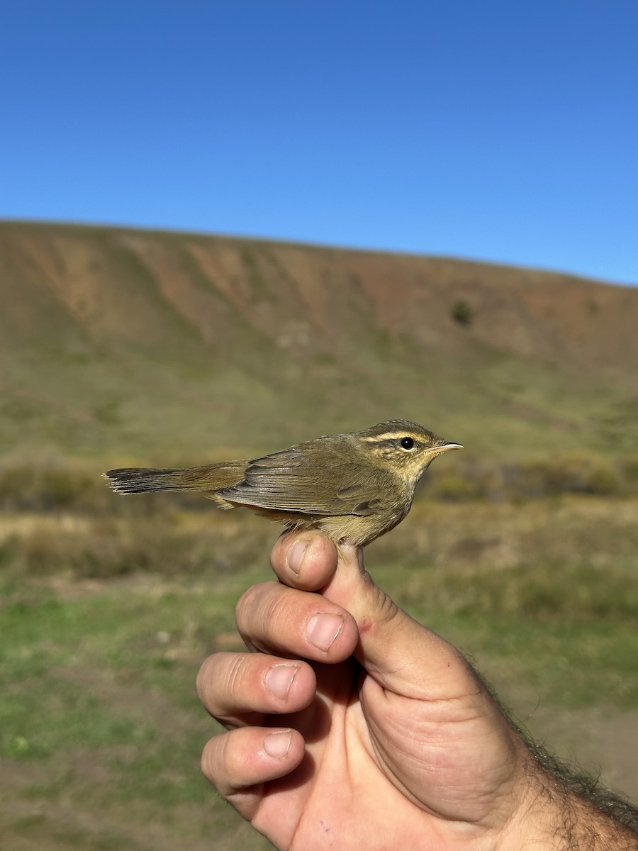 Radde's Warbler - ML623780565