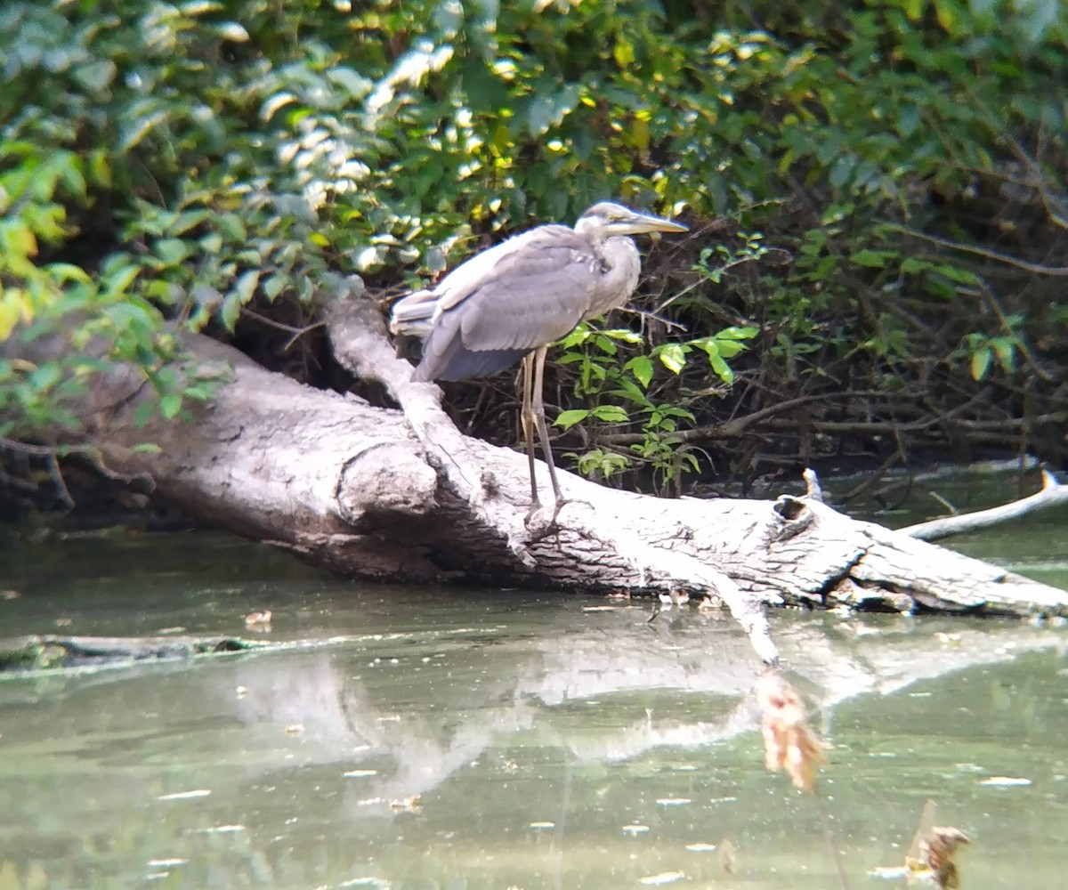 Great Blue Heron - ML623780581