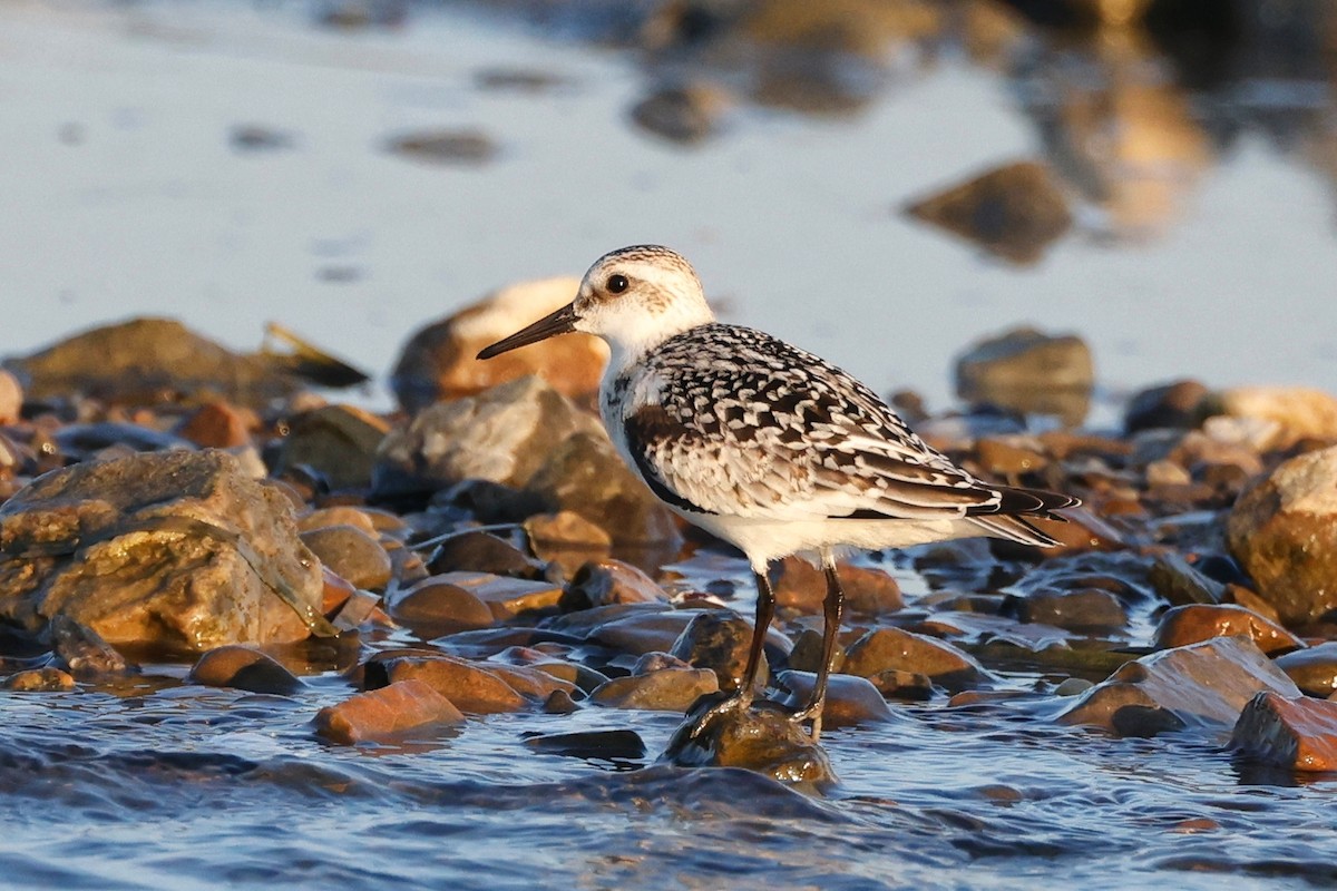 Sanderling - ML623780589