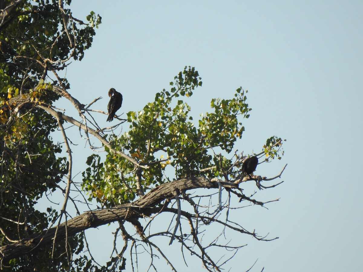 Double-crested Cormorant - ML623780596