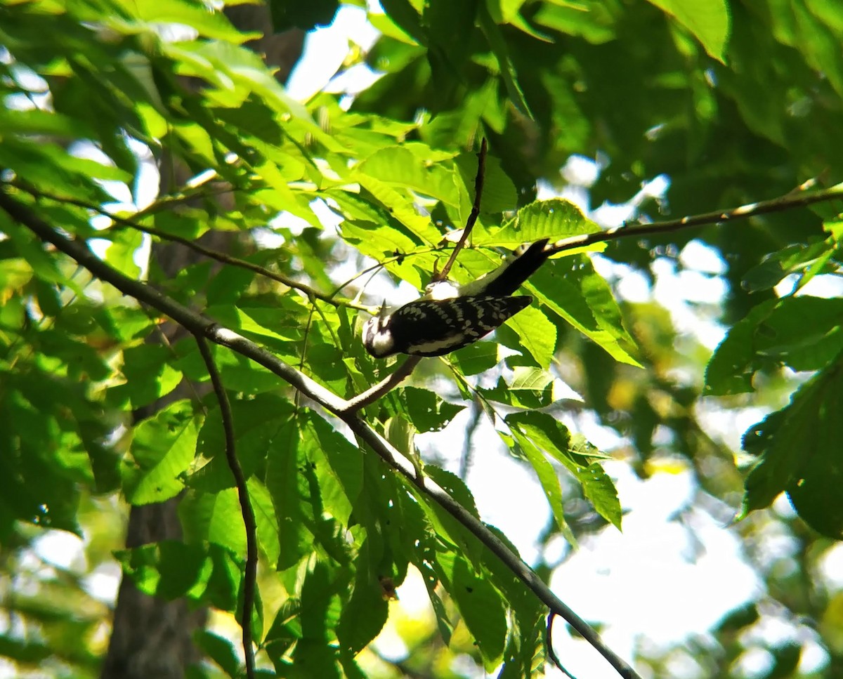 Downy Woodpecker - ML623780605