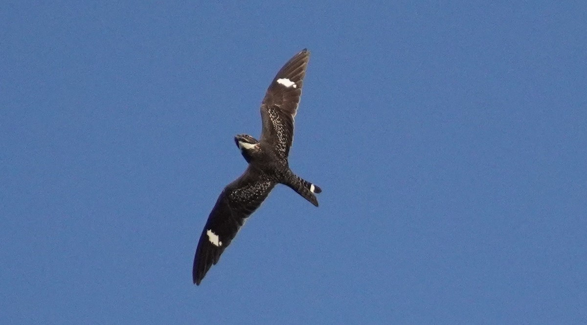 Common Nighthawk - Brian McKay