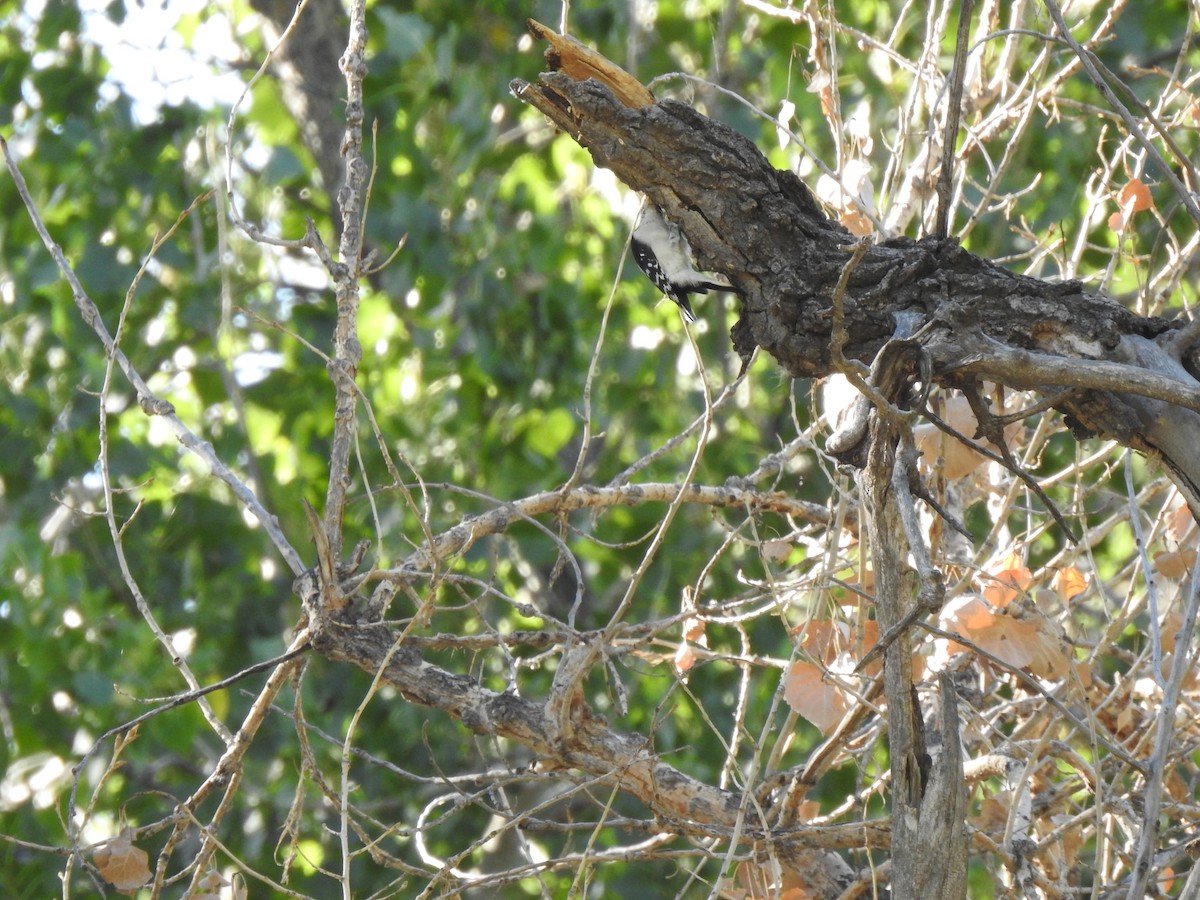 Downy Woodpecker - ML623780690