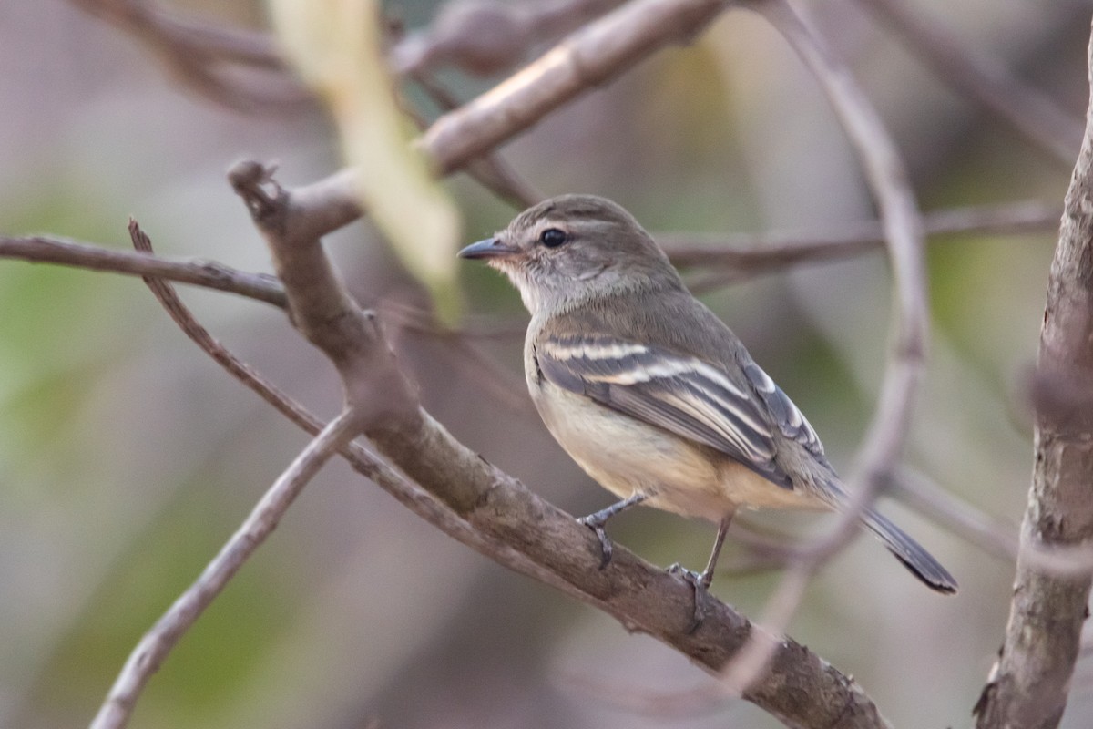 Fuscous Flycatcher - ML623780706