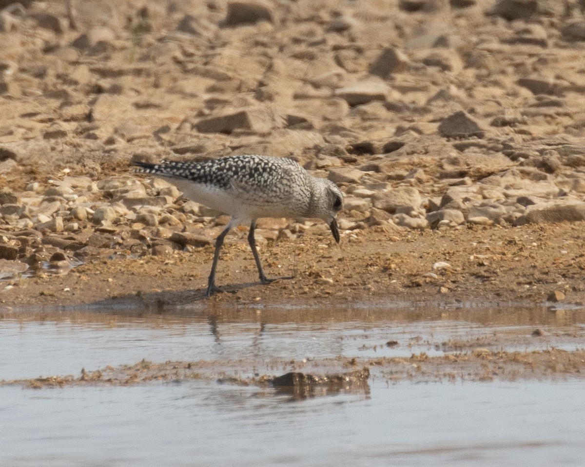 Black-bellied Plover - ML623780717