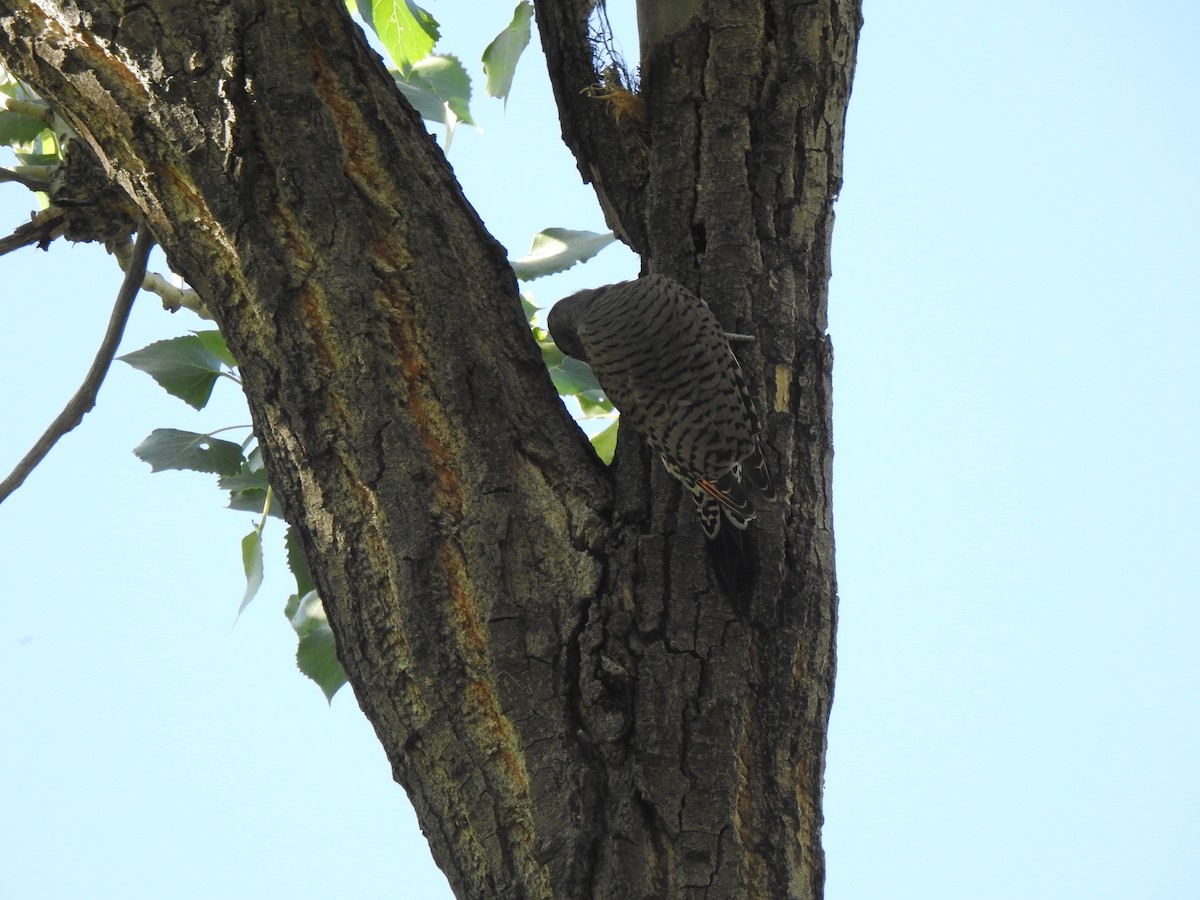 Northern Flicker - ML623780718