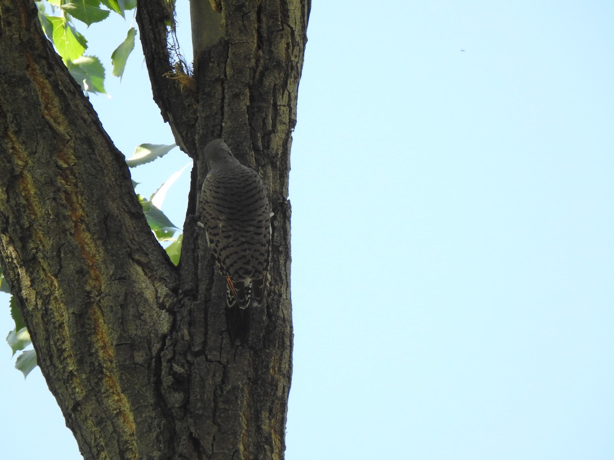 Northern Flicker - ML623780719