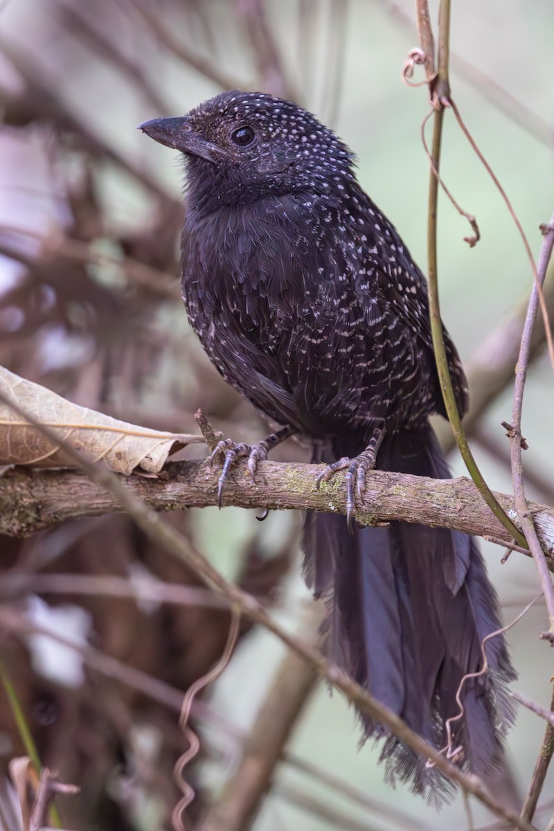 Large-tailed Antshrike - ML623780726