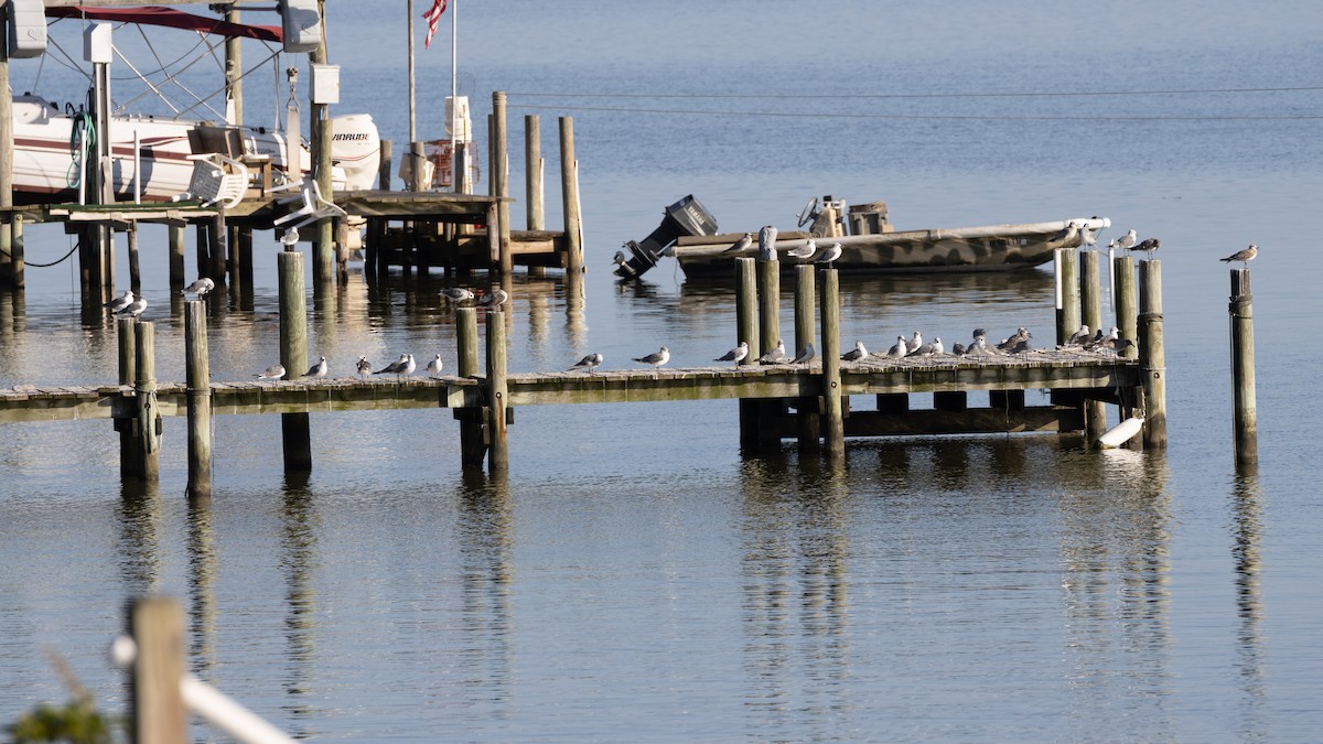 Laughing Gull - ML623780728