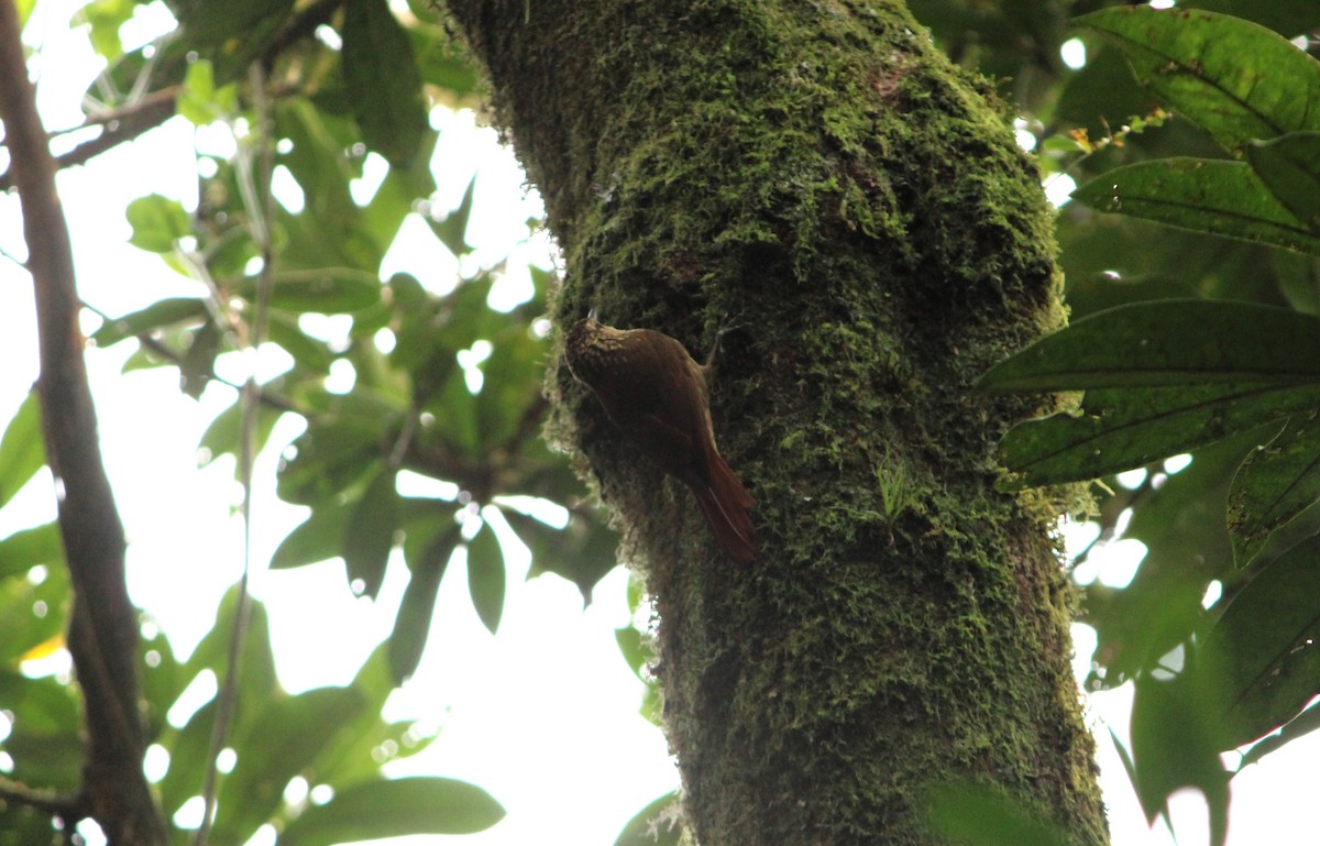 Lesser Woodcreeper - ML623780738