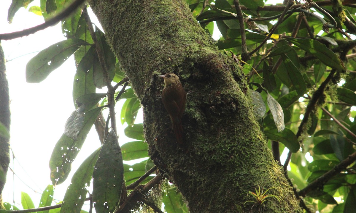 Lesser Woodcreeper - ML623780739