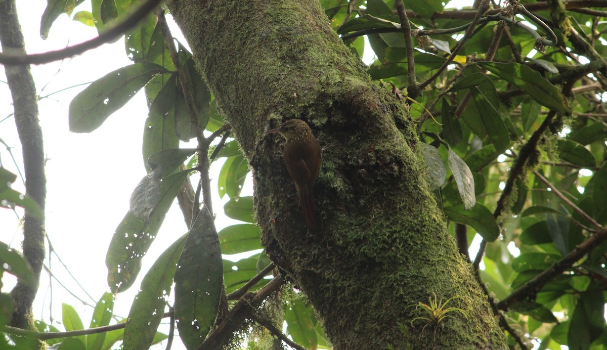 Lesser Woodcreeper - ML623780740