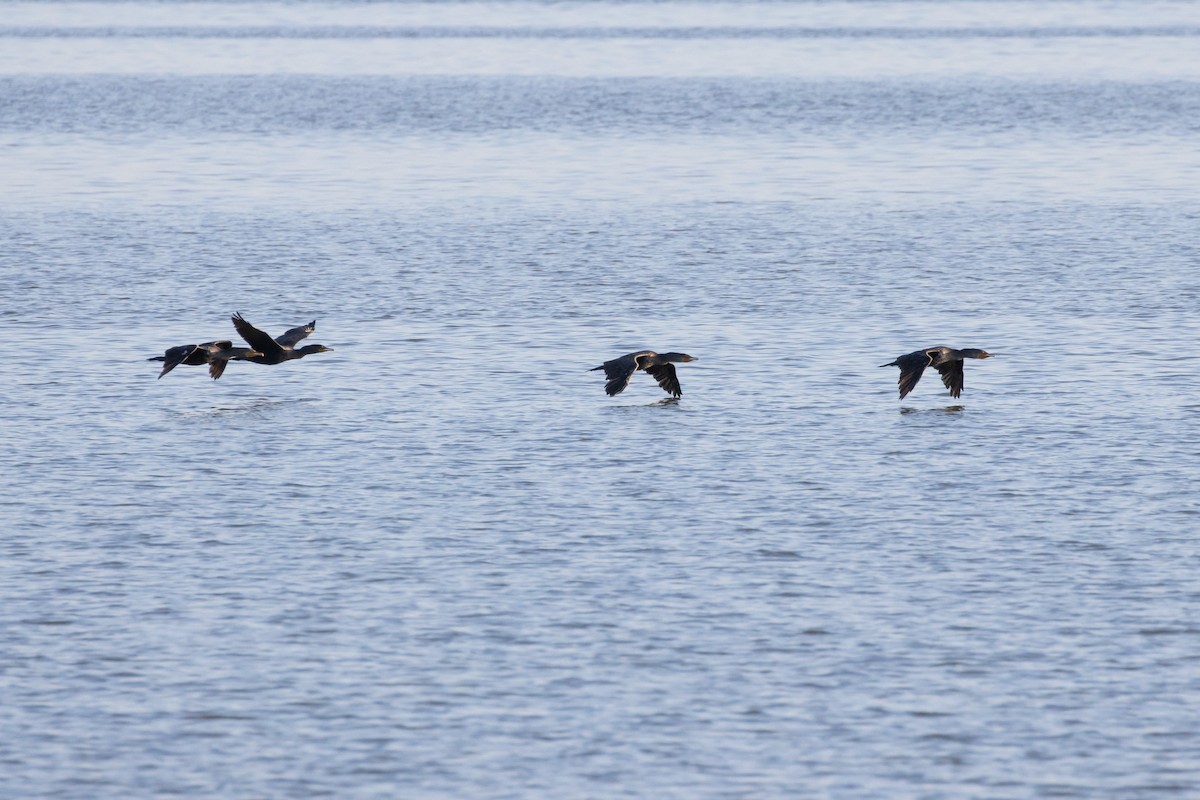 Double-crested Cormorant - ML623780744