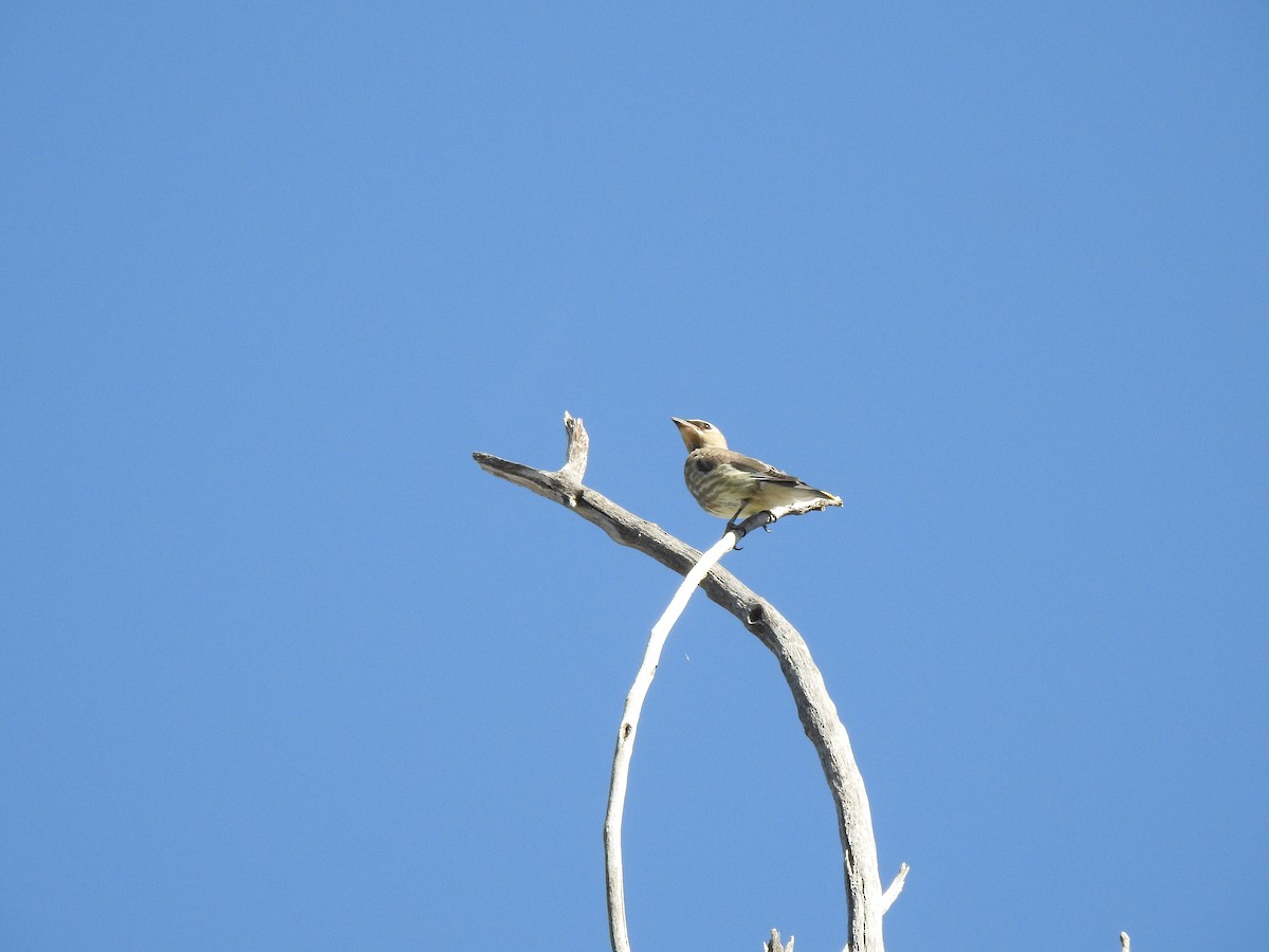 Cedar Waxwing - ML623780757