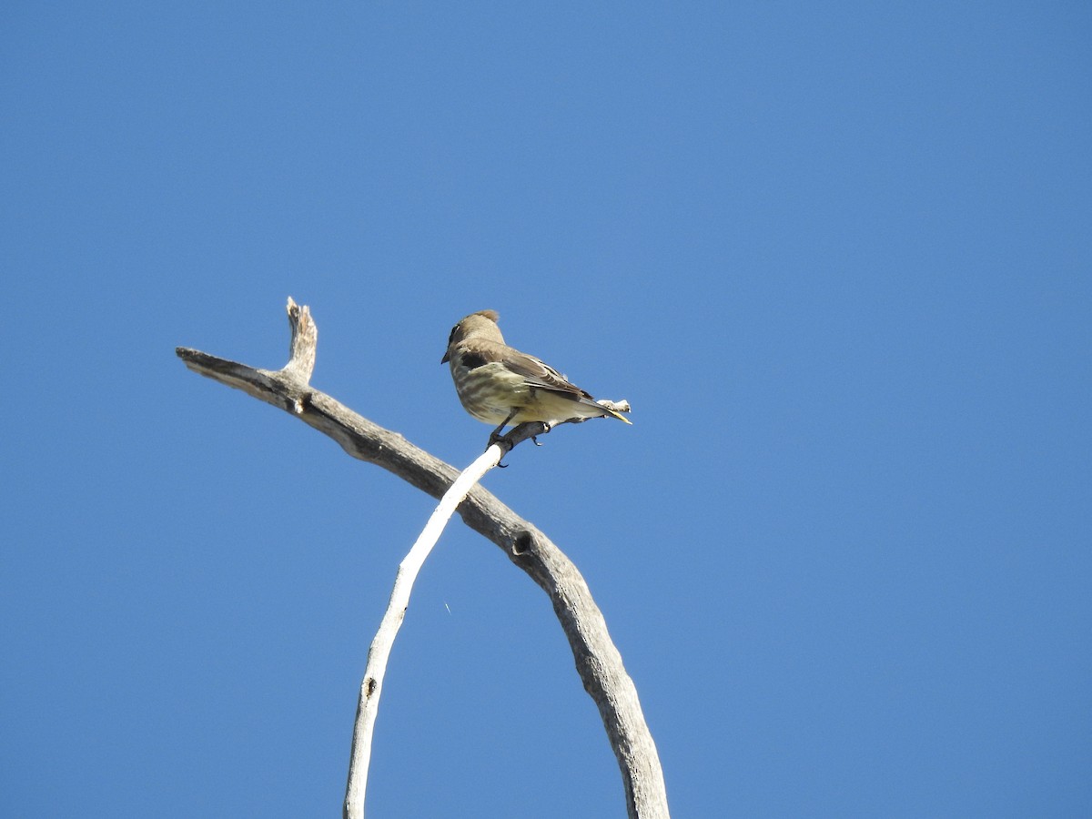 Cedar Waxwing - ML623780758