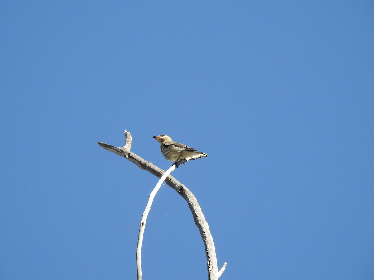 Cedar Waxwing - ML623780759