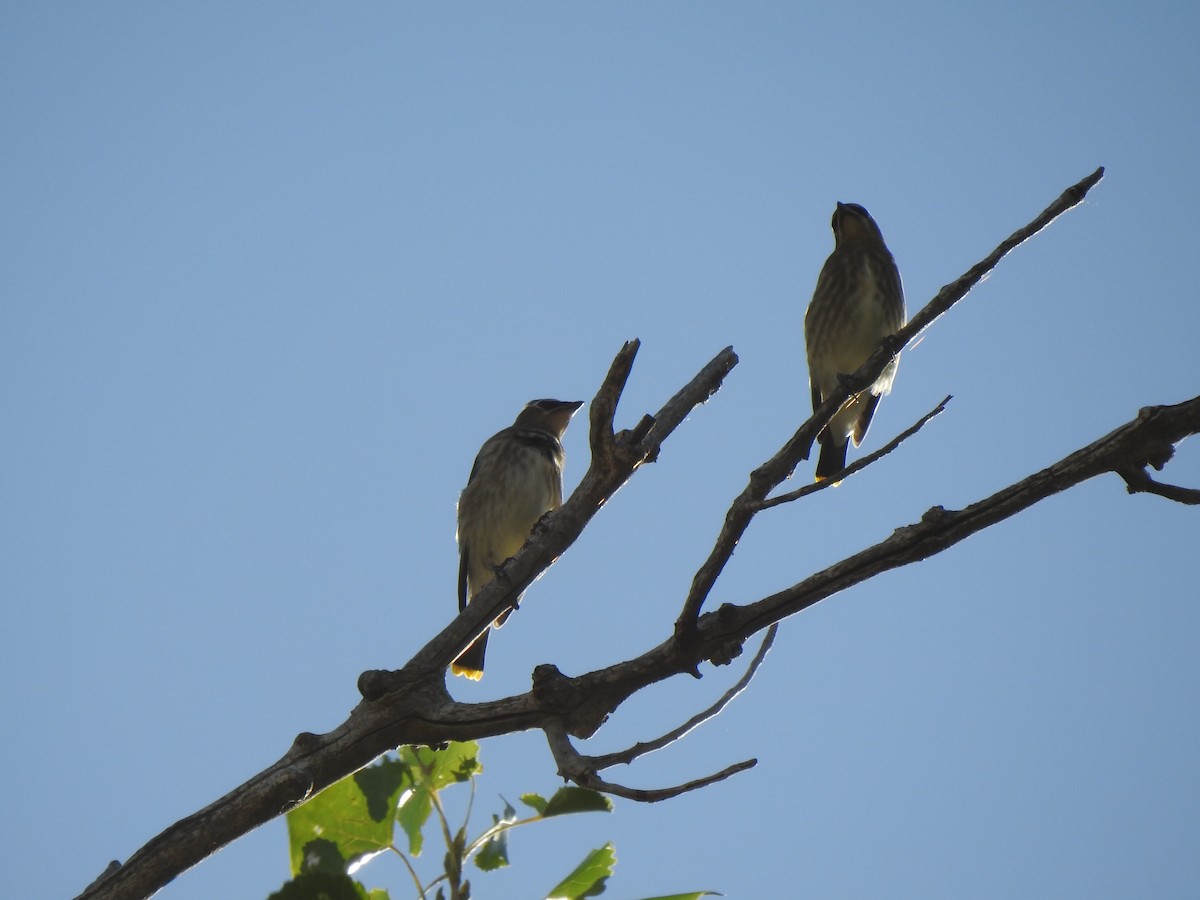 Cedar Waxwing - ML623780760