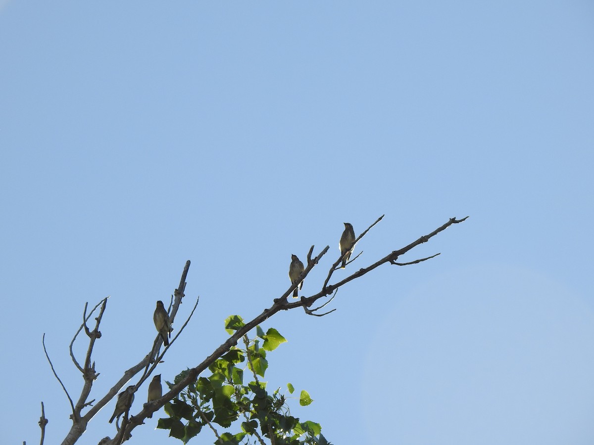 Cedar Waxwing - ML623780761