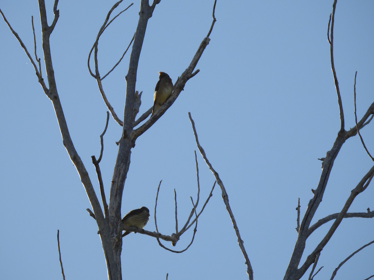 Cedar Waxwing - ML623780768