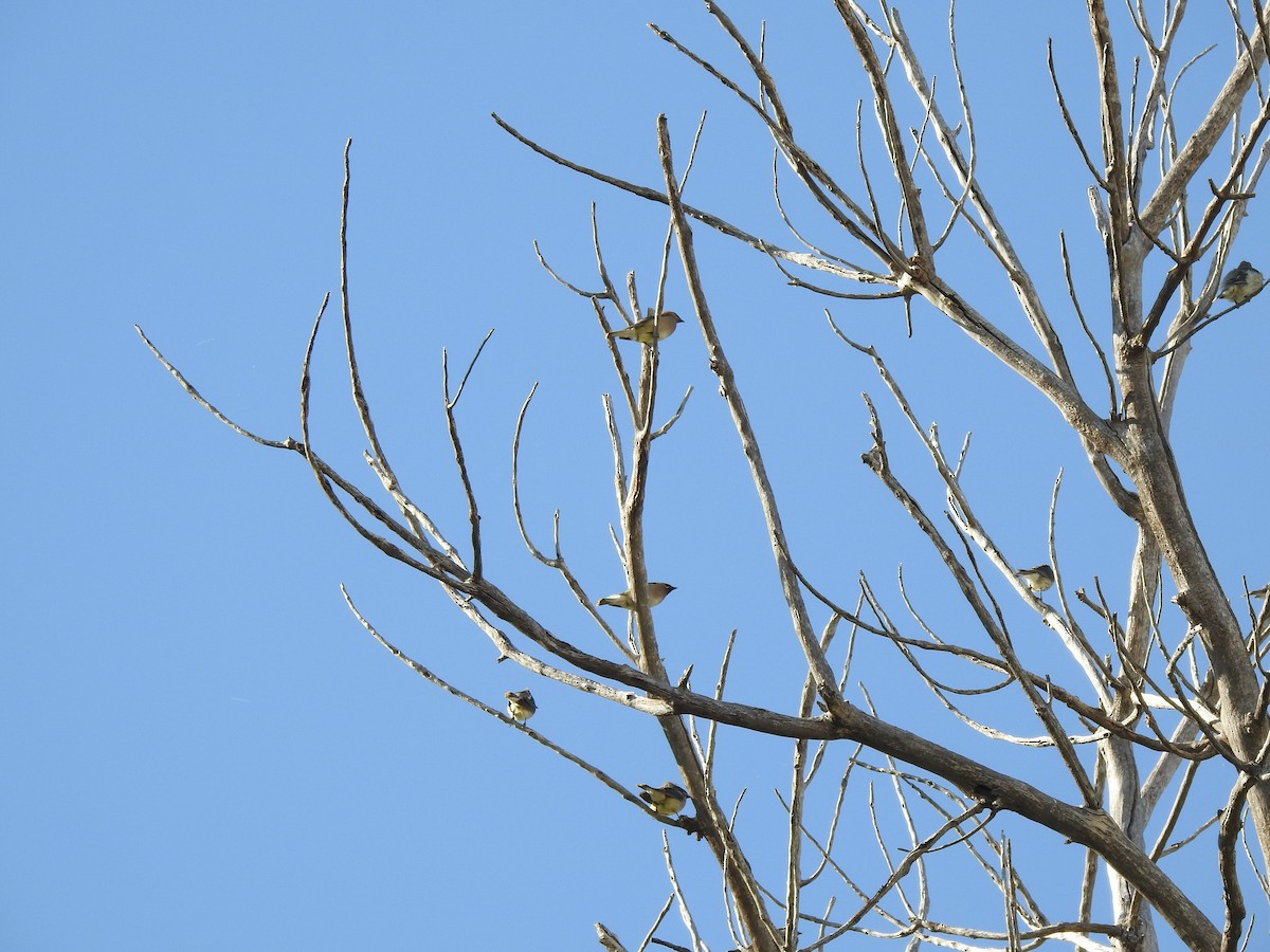 Cedar Waxwing - ML623780769