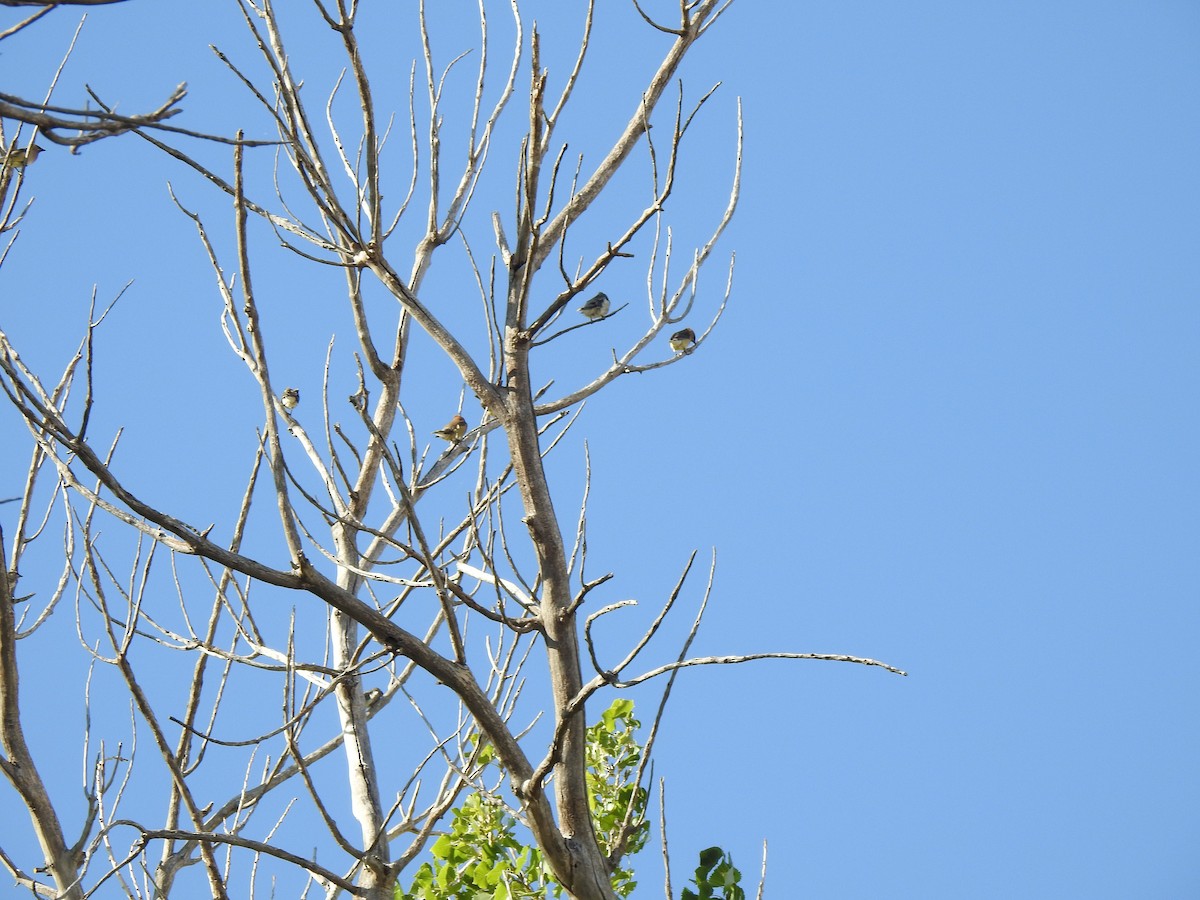 Cedar Waxwing - Mark Oreskovich