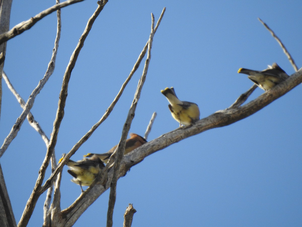 Cedar Waxwing - ML623780771