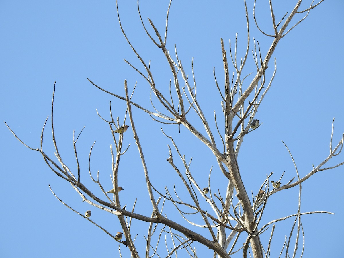 Cedar Waxwing - ML623780772