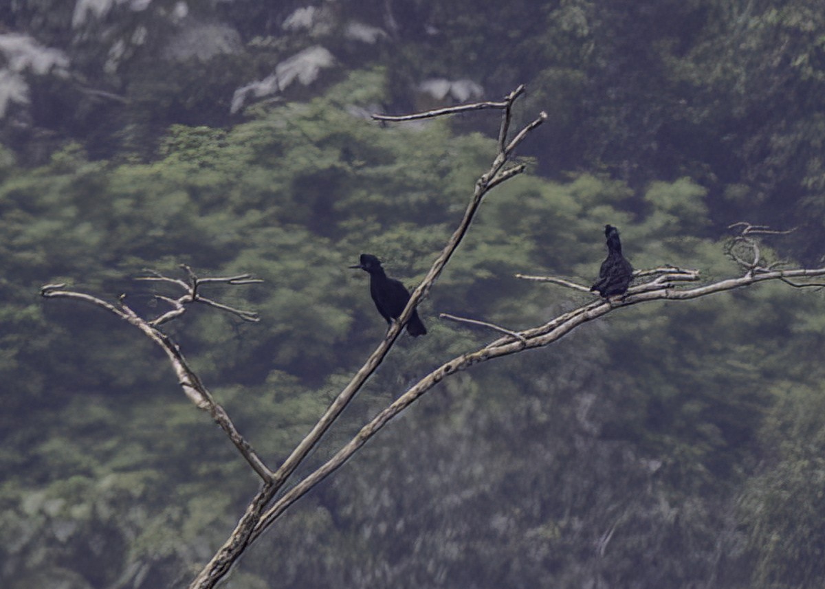 Amazonian Umbrellabird - Luc Tremblay