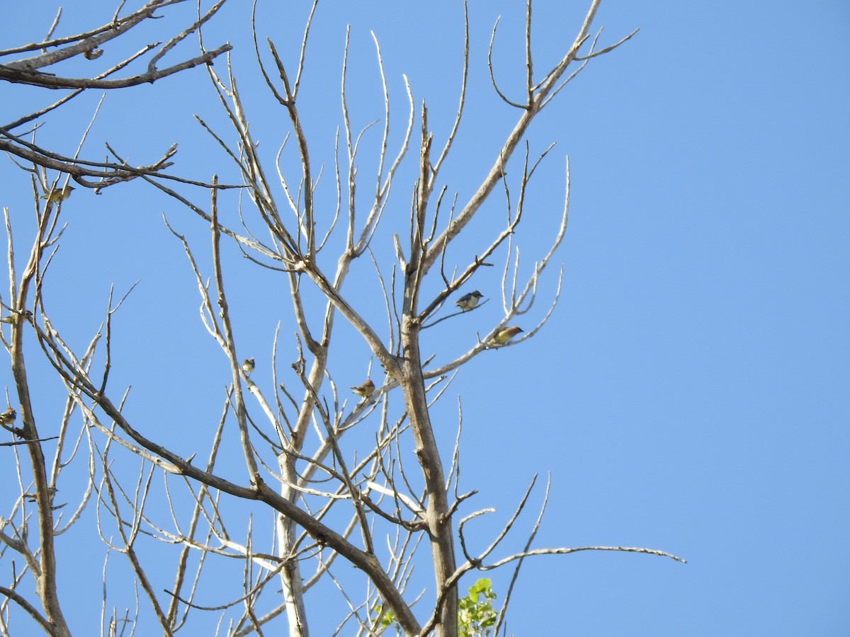 Cedar Waxwing - ML623780775