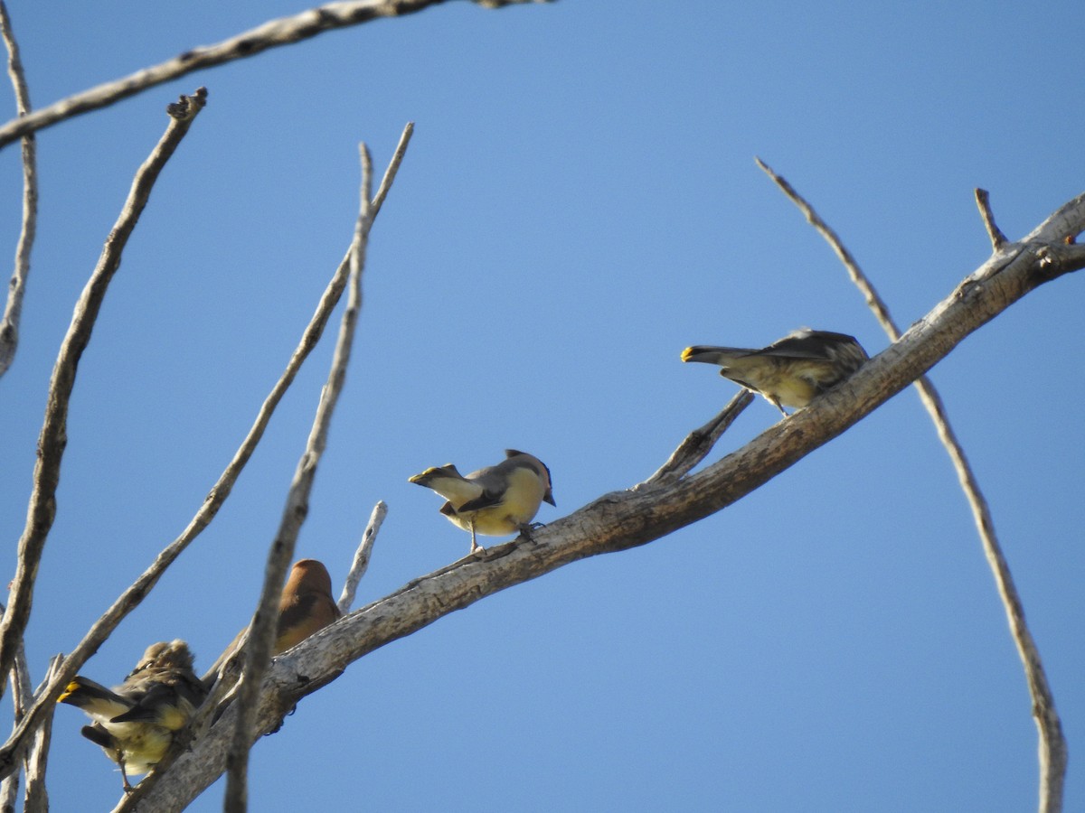 Cedar Waxwing - ML623780776