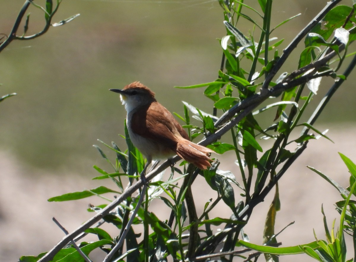 Yellow-chinned Spinetail - ML623780868