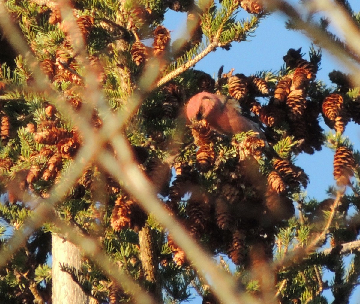 White-winged Crossbill - Nancy Henke