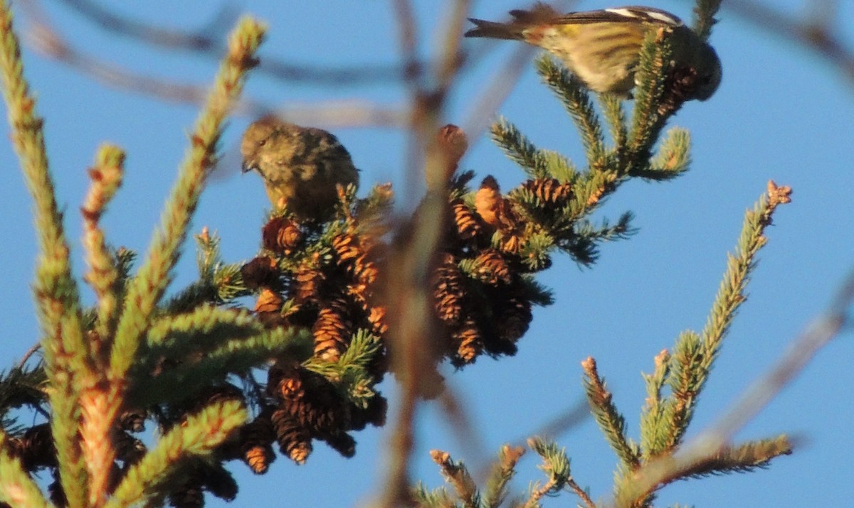 White-winged Crossbill - ML623780896