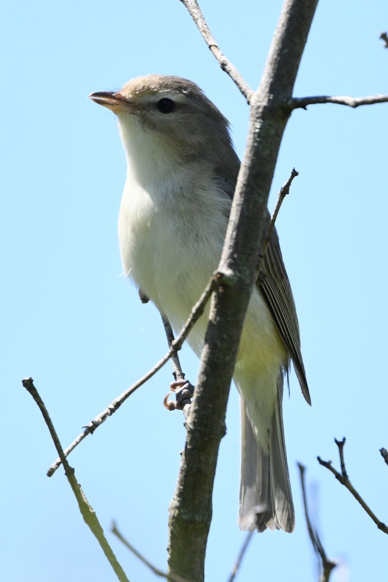 Warbling Vireo (Eastern) - ML623780914