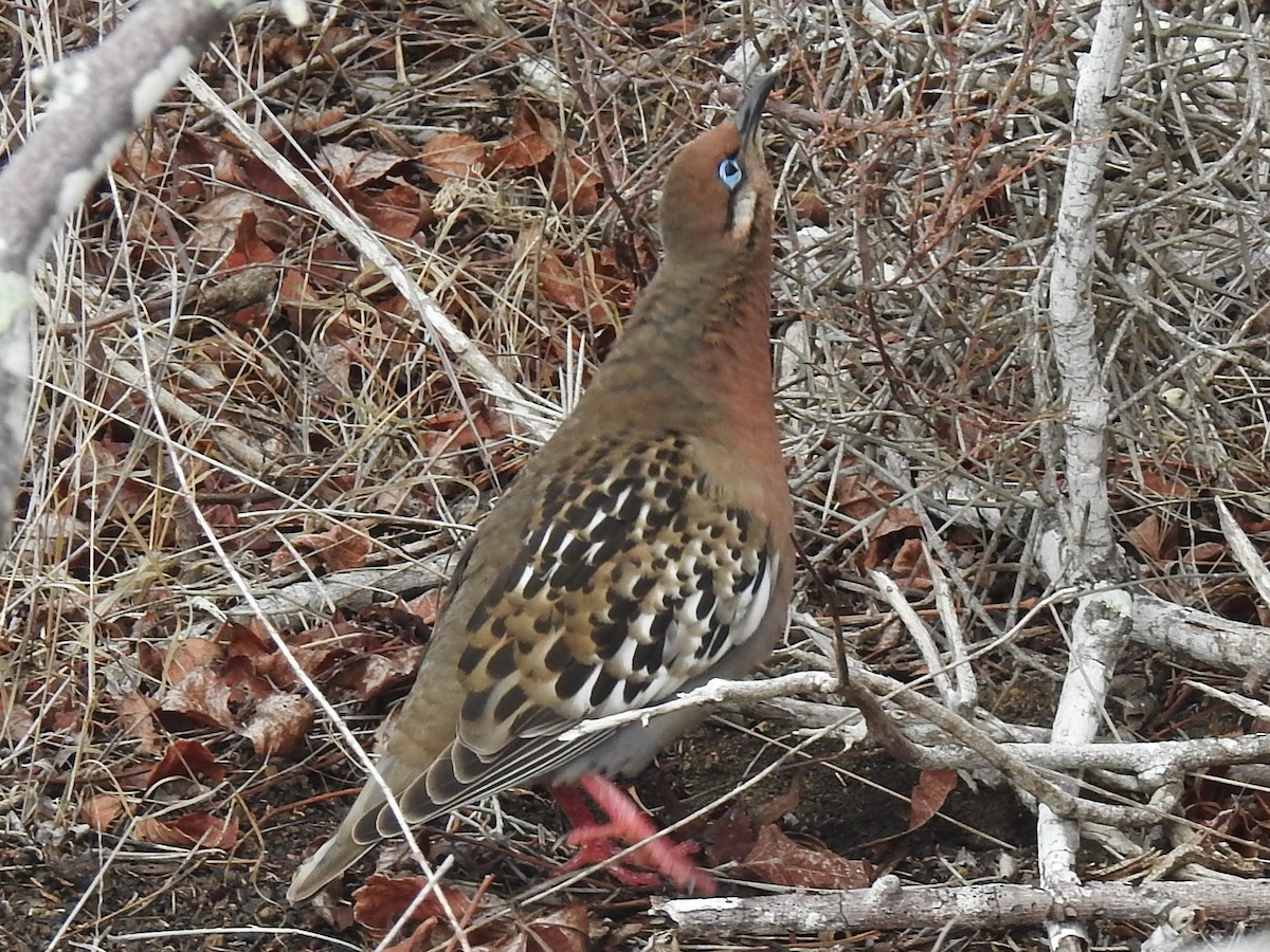 Galapagos Dove - ML623780921