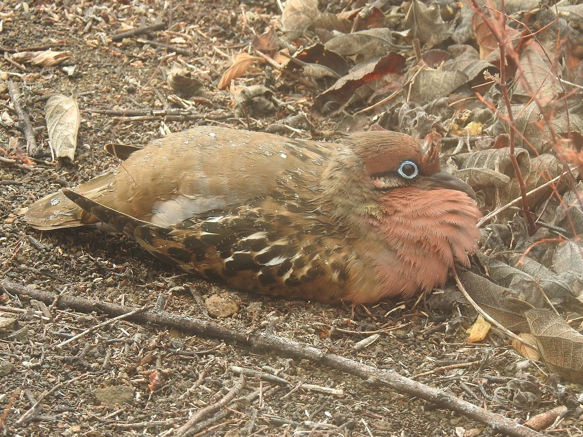 Galapagos Dove - ML623780922