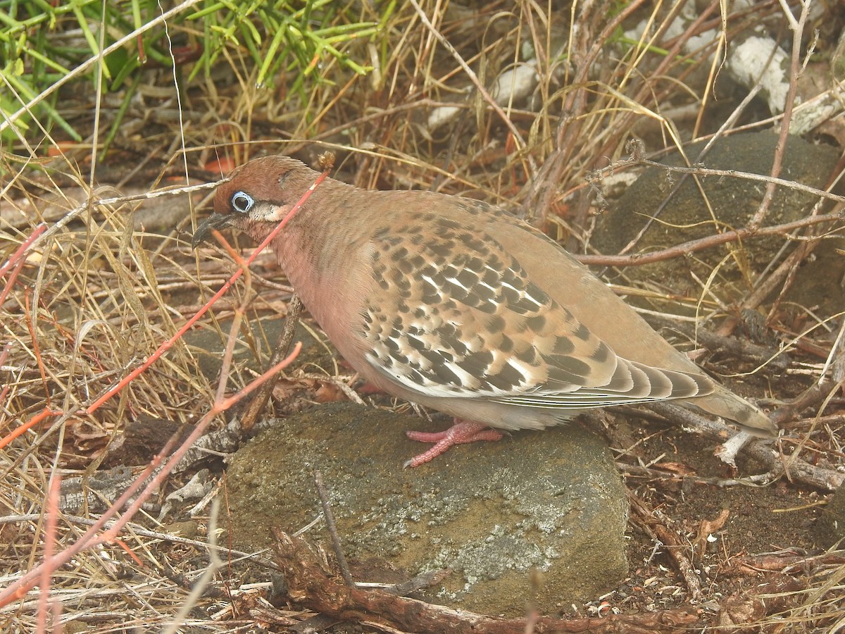 Galapagos Dove - ML623780923