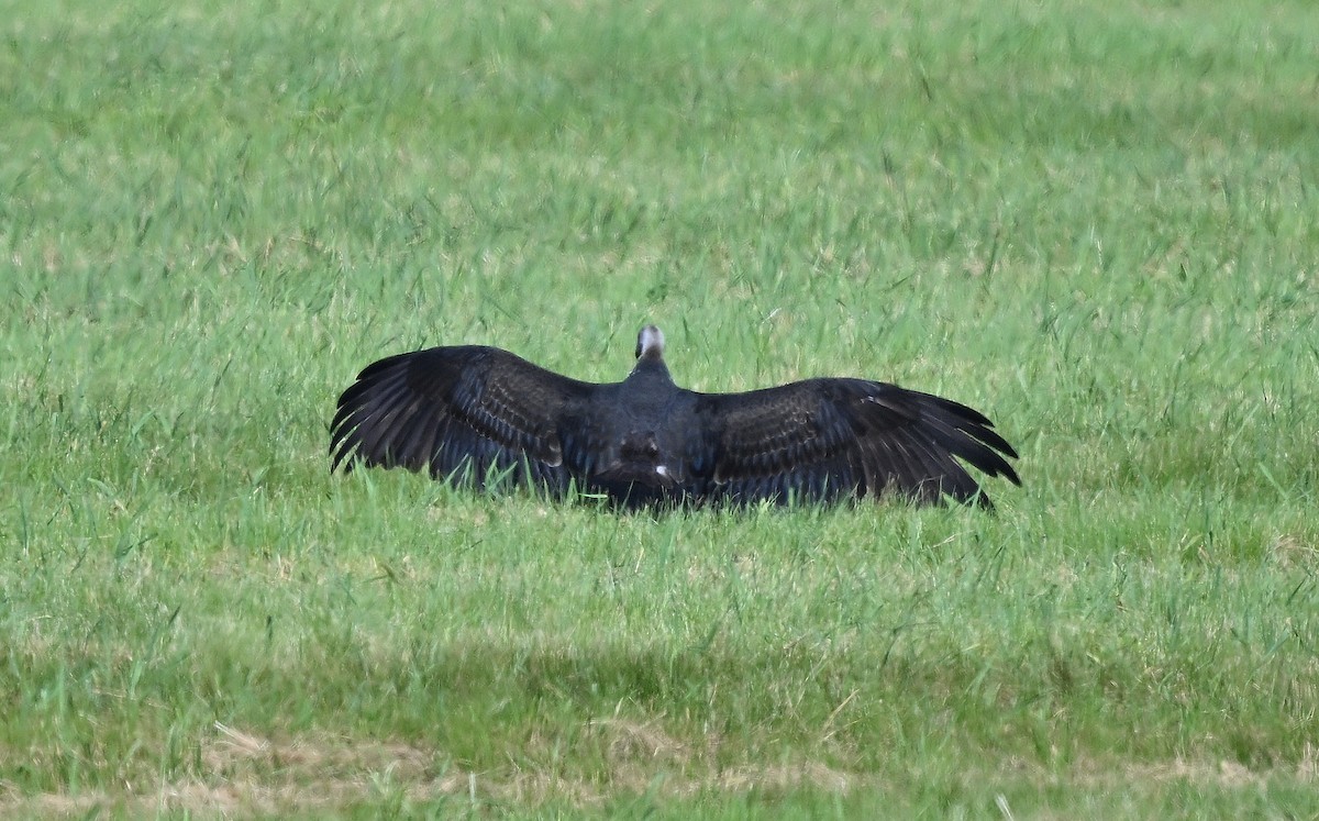 Turkey Vulture - ML623780962