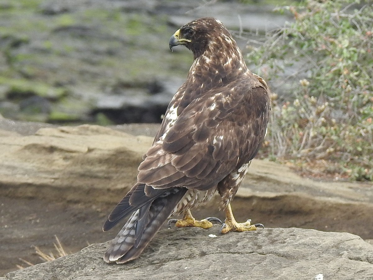 Galapagos Hawk - ML623780969