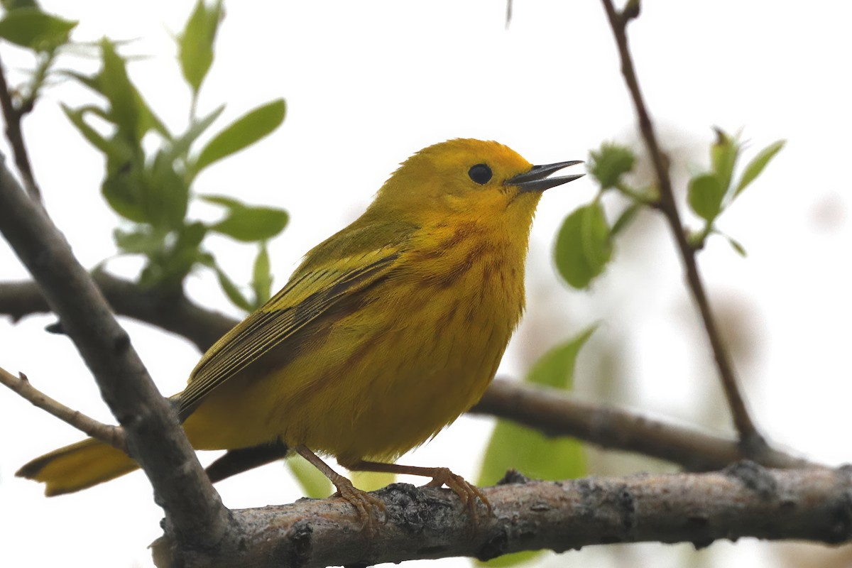 Yellow Warbler - Jun Tsuchiya