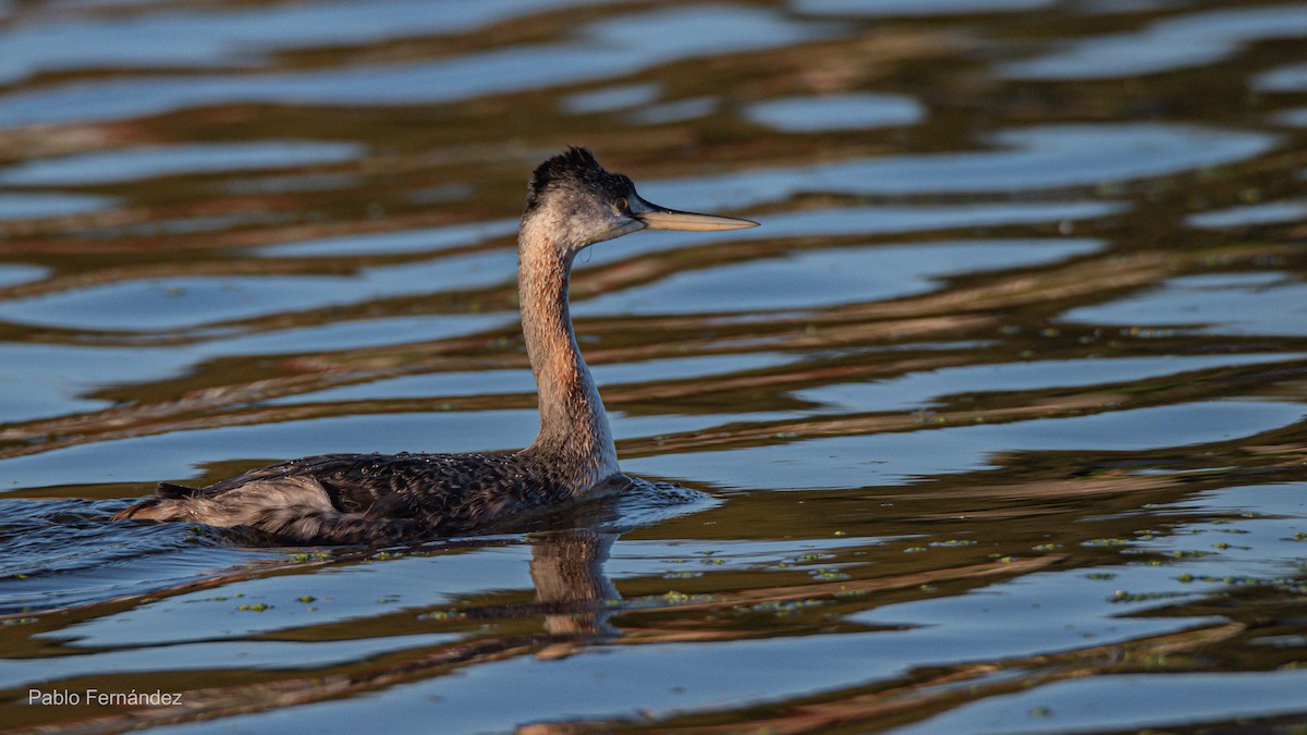 Great Grebe - ML623780974